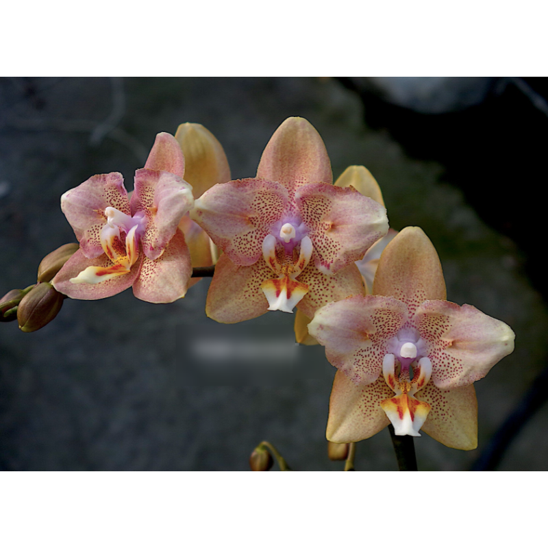 hi-yan⭐︎ Орхiдея Phal. I-Hsin Maple Valley Pink Orange метелик - купити
